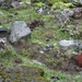 IJSLAND 300pic  1090