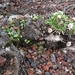 IJSLAND 300pic  1092