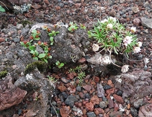 IJSLAND 300pic  1092