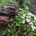 IJSLAND 300pic  1102