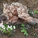 IJSLAND 300pic  1103
