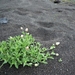 IJSLAND 300pic  1104