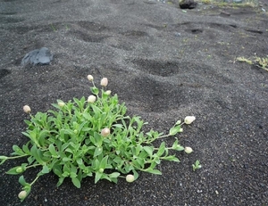 IJSLAND 300pic  1104
