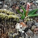 IJSLAND 300pic  1113