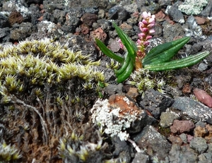 IJSLAND 300pic  1113