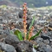 IJSLAND 300pic  1115