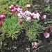 IJSLAND 300pic  1116