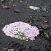 IJSLAND 300pic  1117
