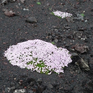 IJSLAND 300pic  1117