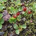 IJSLAND 300pic  1118