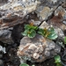 IJSLAND 300pic  1119