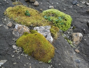 IJSLAND 300pic  1126