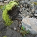 IJSLAND 300pic  1127
