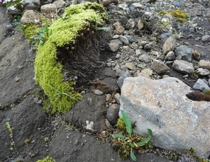 IJSLAND 300pic  1127