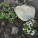 IJSLAND 300pic  1129