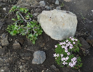 IJSLAND 300pic  1129