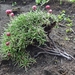 IJSLAND 300pic  1130