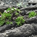 IJSLAND 300pic  1131