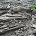 IJSLAND 300pic  1132