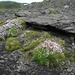 IJSLAND 300pic  1137