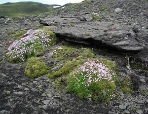 IJSLAND 300pic  1137