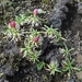 IJSLAND 300pic  1138