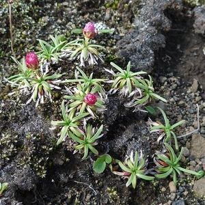 IJSLAND 300pic  1138