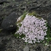 IJSLAND 300pic  1139