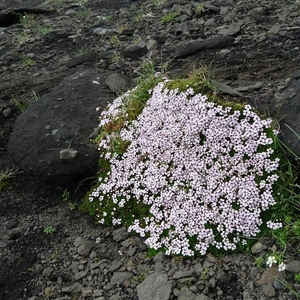 IJSLAND 300pic  1139