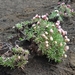 IJSLAND 300pic  1140