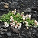IJSLAND 300pic  1141