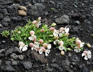 IJSLAND 300pic  1141