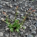 IJSLAND 300pic  1142