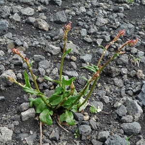 IJSLAND 300pic  1142