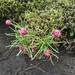 IJSLAND 300pic  1143