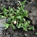 IJSLAND 300pic  1144