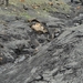 IJSLAND 300pic  1150