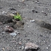 IJSLAND 300pic  1153