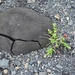 IJSLAND 300pic  1156