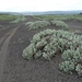IJSLAND 300pic  1167