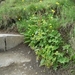 IJSLAND 300pic  1185