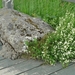 IJSLAND 300pic  1197