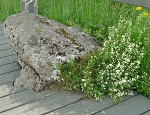 IJSLAND 300pic  1197