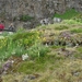 IJSLAND 300pic  1200