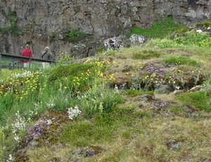 IJSLAND 300pic  1200