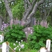 IJSLAND 300pic  1228