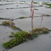 IJSLAND 300pic  1245