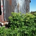 IJSLAND 300pic  1251