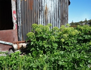 IJSLAND 300pic  1251