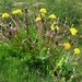 IJSLAND 300pic  1252